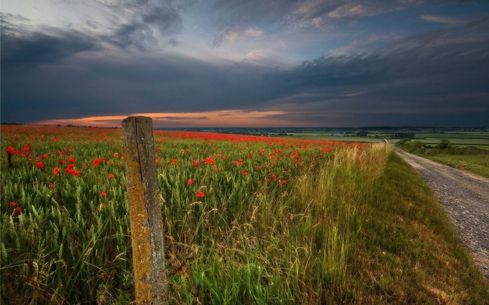 Field of poppies with a dirt road and stormy sky