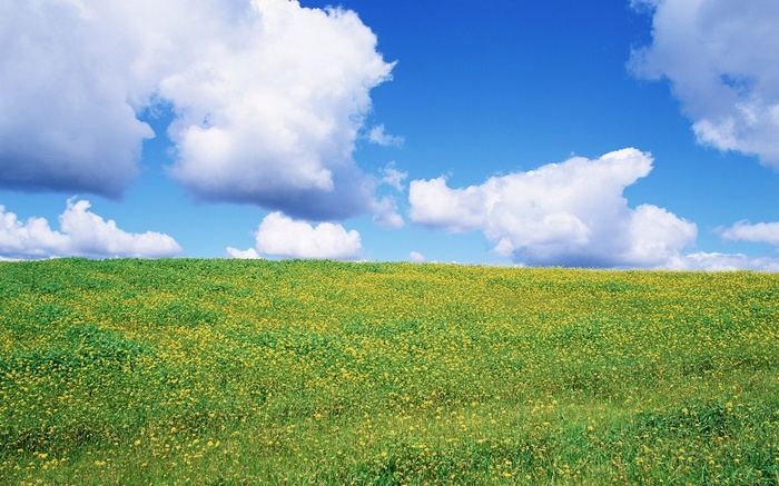 A vast green field under a blue sky with white clouds
