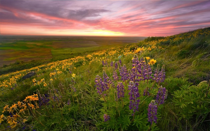Wildflowers on a rolling hill at sunset
