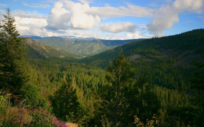 Mountain valley covered in evergreen forest under a cloudy sky