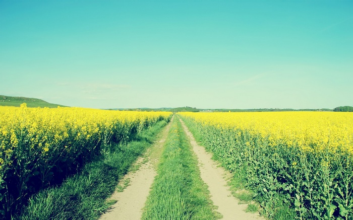 Dirt road through a yellow canola field under a blue sky