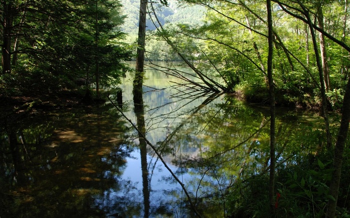 Forest lake with reflections of trees