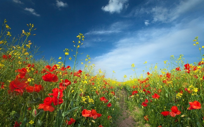 Field of red poppies and yellow flowers under a blue sky