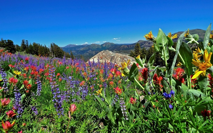 Wildflowers on a mountain slope under a blue sky