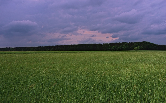 Green field and forest under a cloudy sky