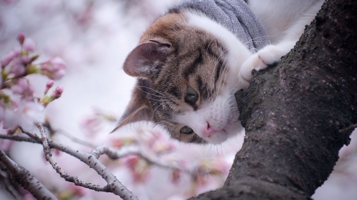 Cat wearing a scarf in a tree with cherry blossoms