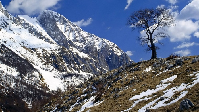 Snow-covered mountains and a lone tree under a blue sky