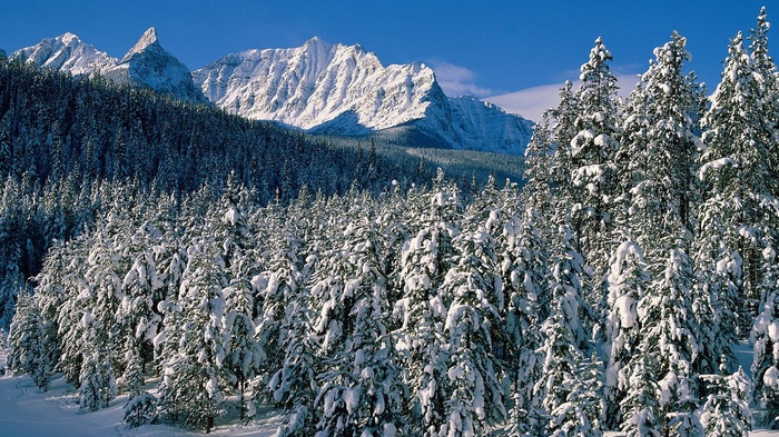 Snow-covered pine forest with majestic mountains under a blue sky