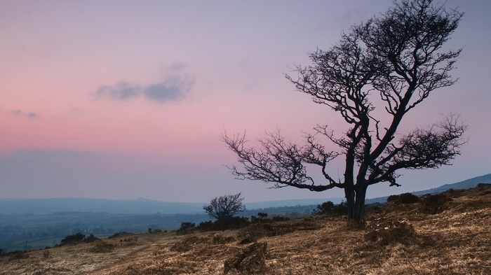 Bare tree on a hill at sunset