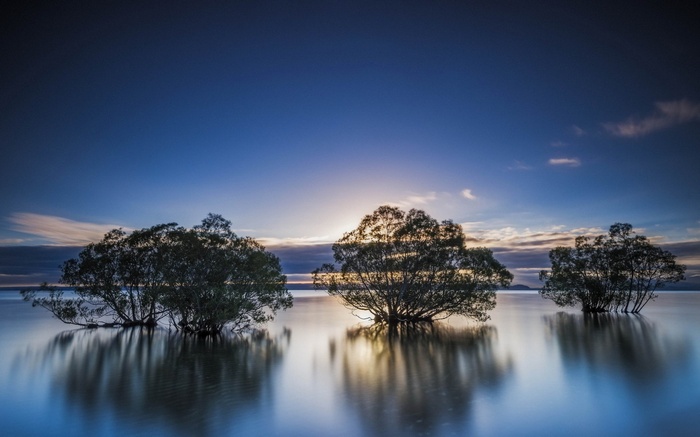 Trees in calm water at sunrise