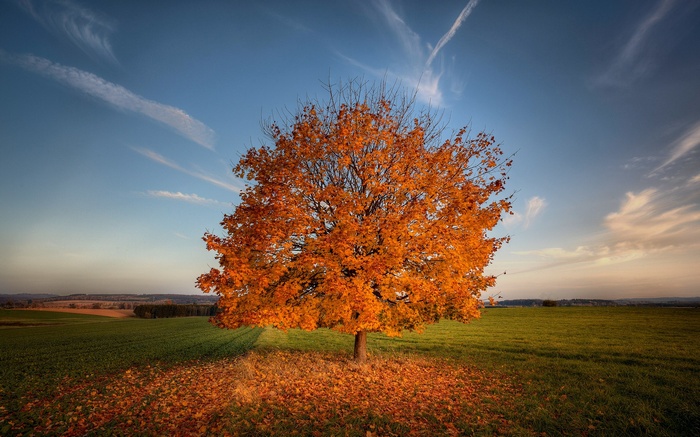 Autumn tree with orange leaves in a field