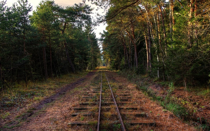 Train tracks through a pine forest