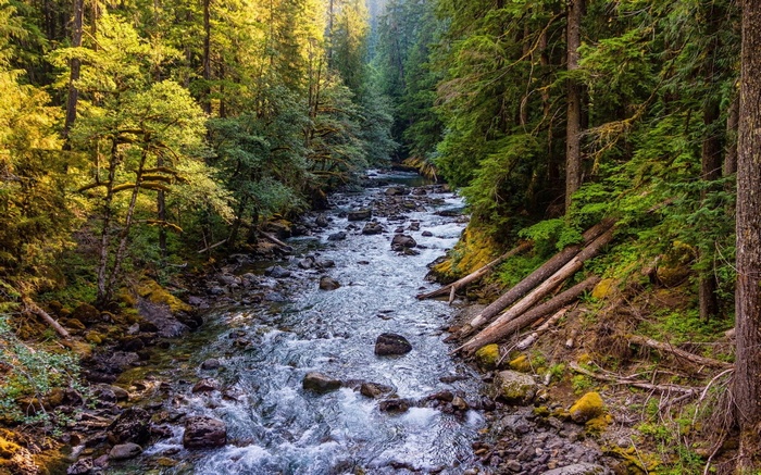 River flowing through a dense forest with fallen logs