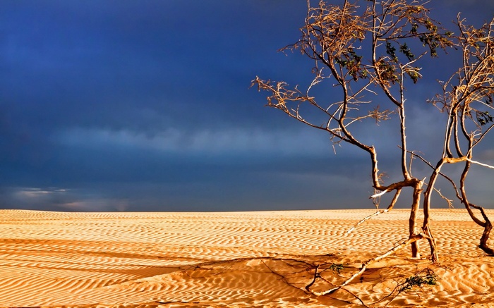 Desert landscape with a lone tree under a stormy sky