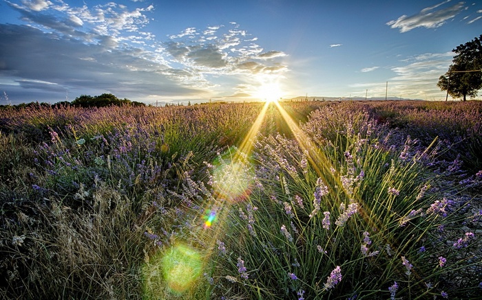 Sunset over a lavender field