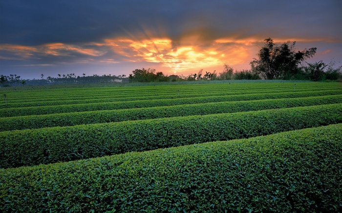 Tea plantation at sunrise with sun rays
