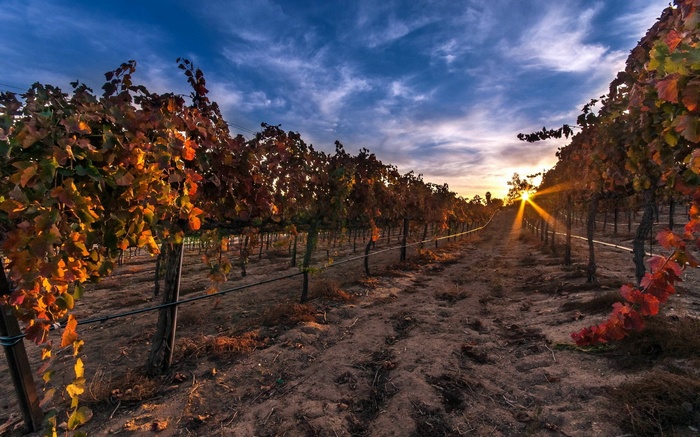 Vineyard at sunset with autumn leaves
