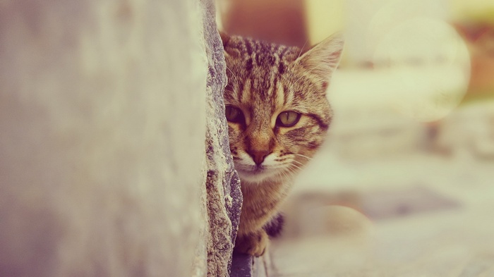 Cat peeking from behind a wall