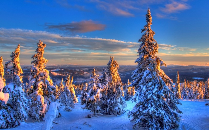 Snow-covered trees on a mountain at sunset