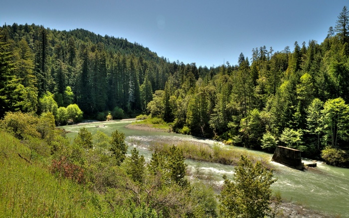 River flowing through a dense forest with clear blue sky
