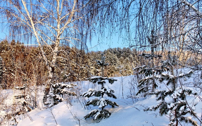Snowy forest with birch and fir trees