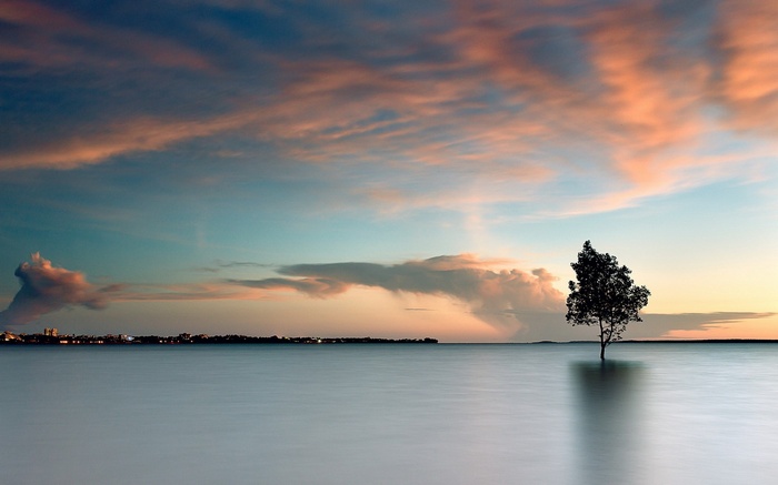 Lone tree in calm water at sunset