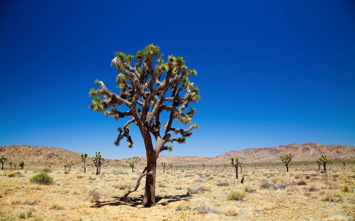 Joshua Tree in a desert landscape