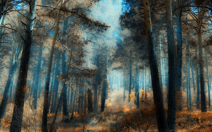 A dense forest with tall trees and a misty atmosphere