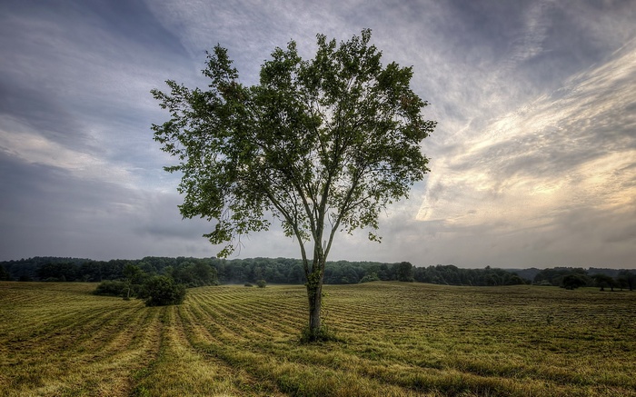 Lone tree in a field under a cloudy sky