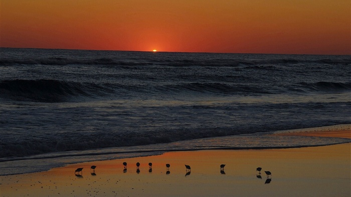 Birds on a beach at sunset