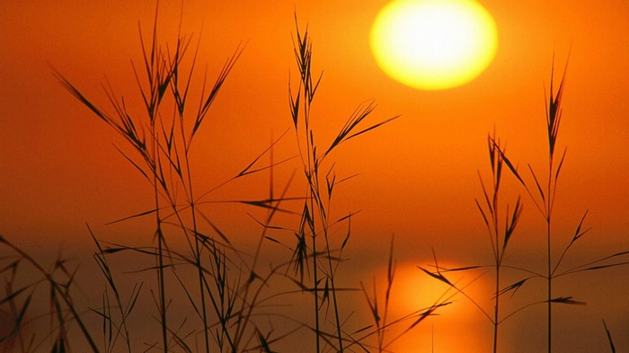 Tall grass silhouetted against a sunset over water