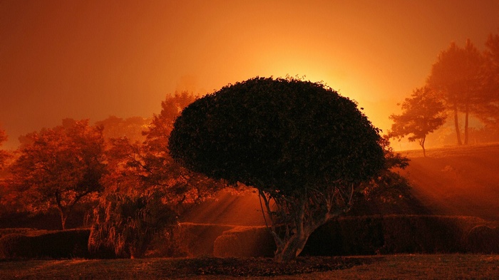 Sunlight filtering through trees in a park at sunset