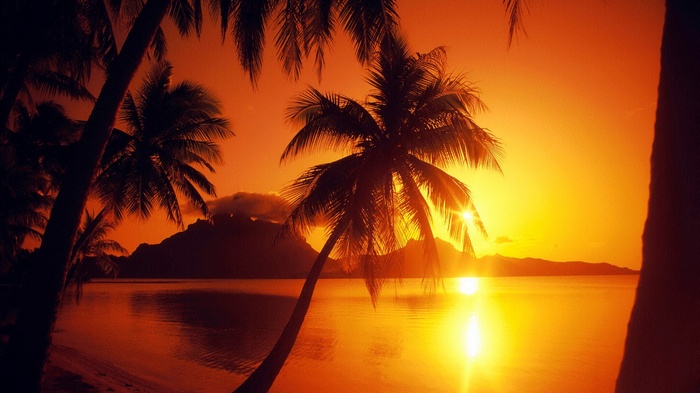 Palm trees silhouetted against a vibrant sunset over the ocean