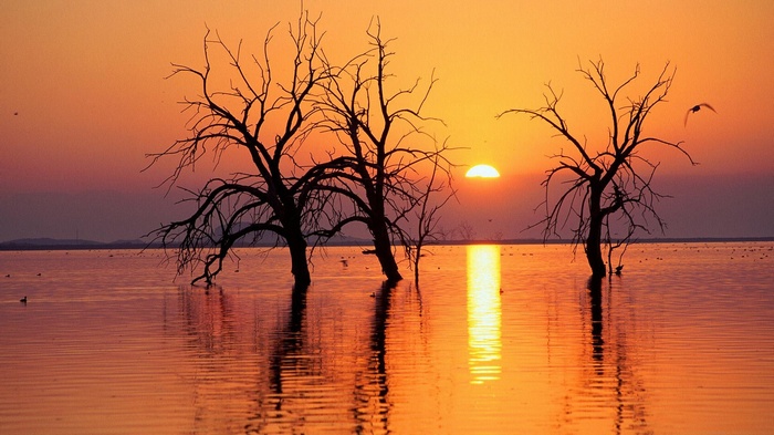 Dead trees in a lake at sunset