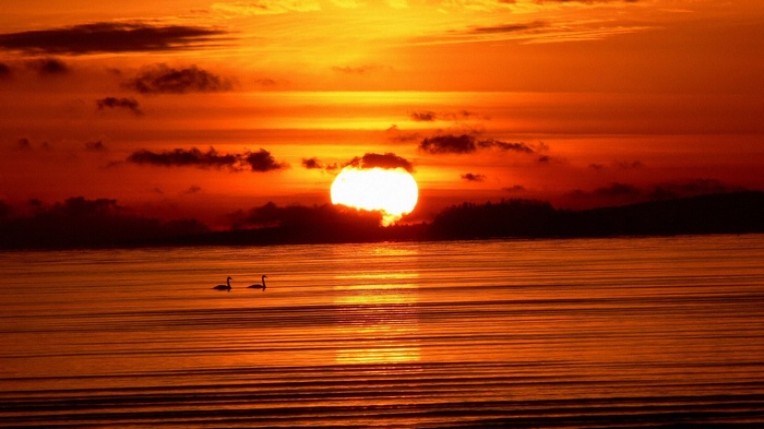 Two swans on a lake at sunset