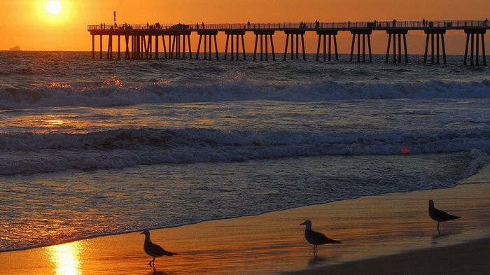 Seagulls on a beach at sunset with a pier