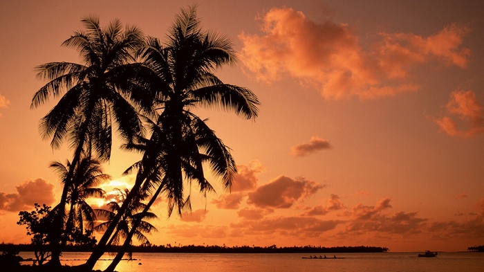 Palm trees silhouetted against an orange sunset over the ocean