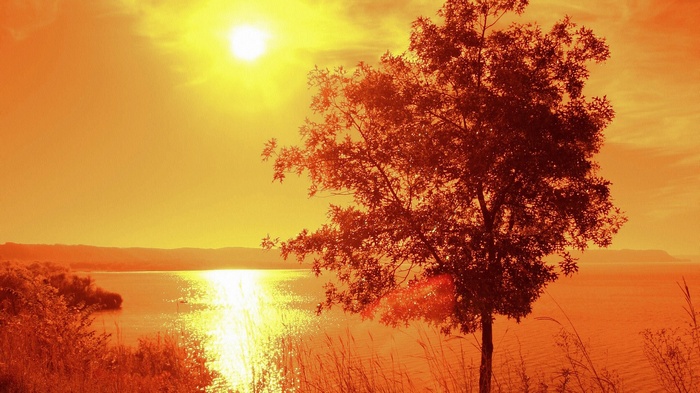Tree by a lake at sunset