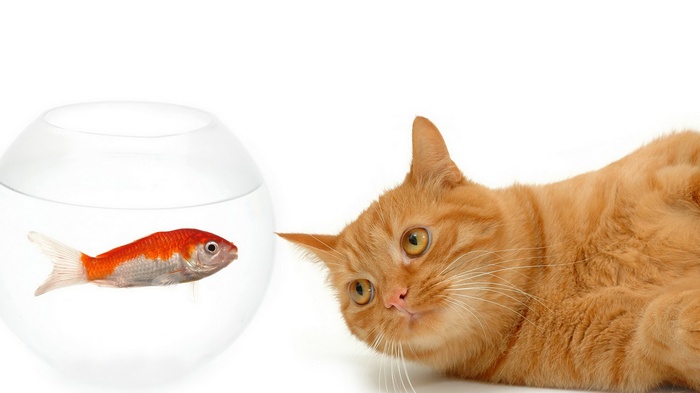 Orange cat looking at a goldfish in a bowl