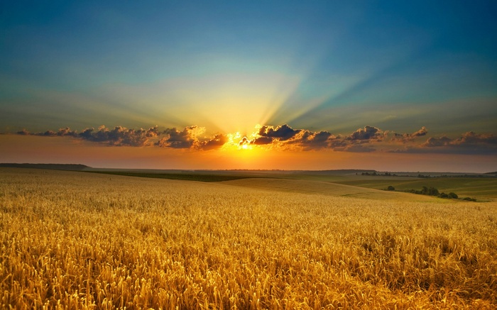 Golden wheat field at sunset with sun rays