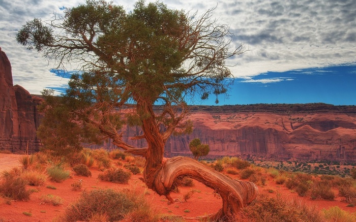 Twisted tree in Monument Valley desert landscape