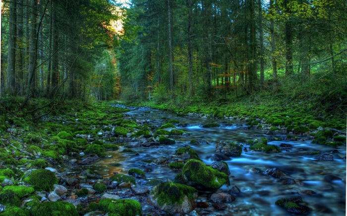 Mossy rocks in a forest stream