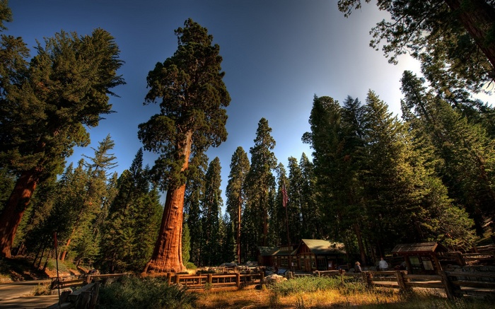Giant Sequoia trees and a visitor center