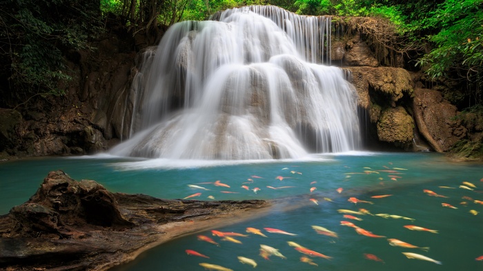 Waterfall with Koi Fish in a Tropical Forest