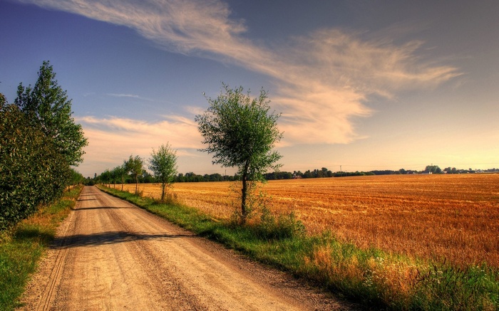 Dirt road through a wheat field at sunset