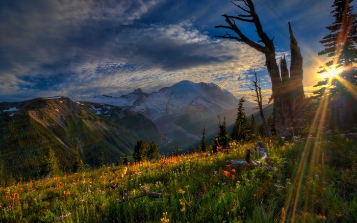 Mountain landscape with wildflowers and a dead tree