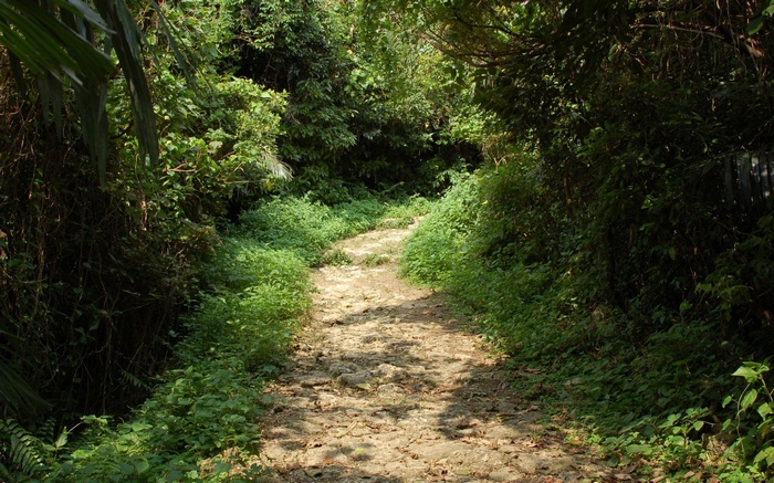 A winding dirt path through a dense forest.
