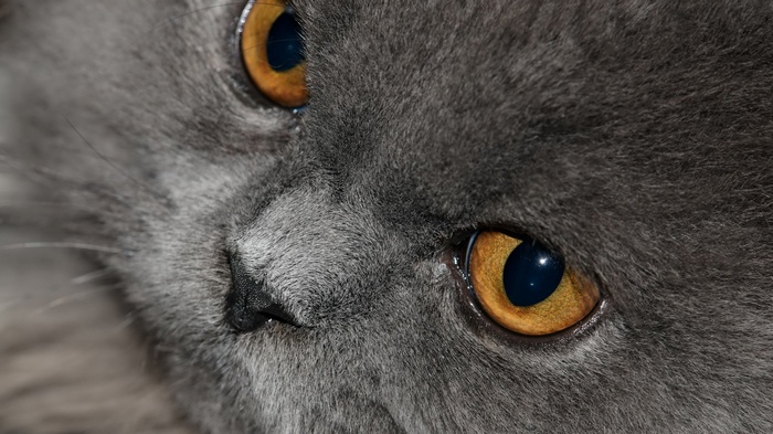 Close-up of a gray cat's face with amber eyes
