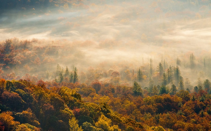 Misty Autumn Forest Landscape