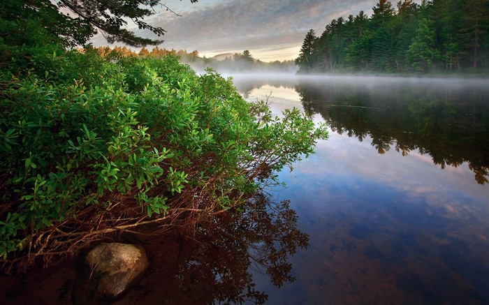 Misty Lake at Sunrise with Green Bushes